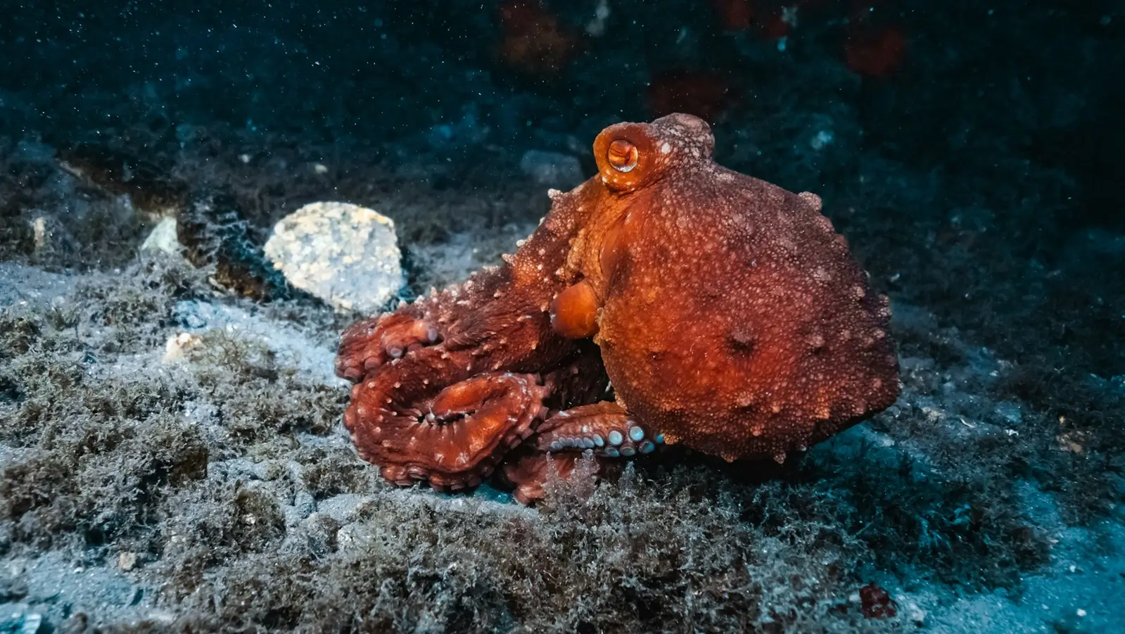 Dive Listings 56