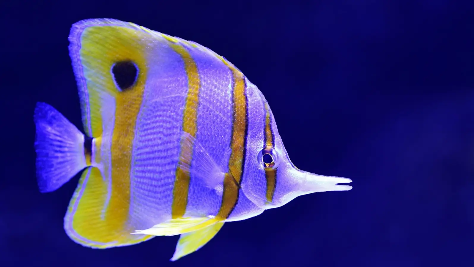 Dive Listings 57