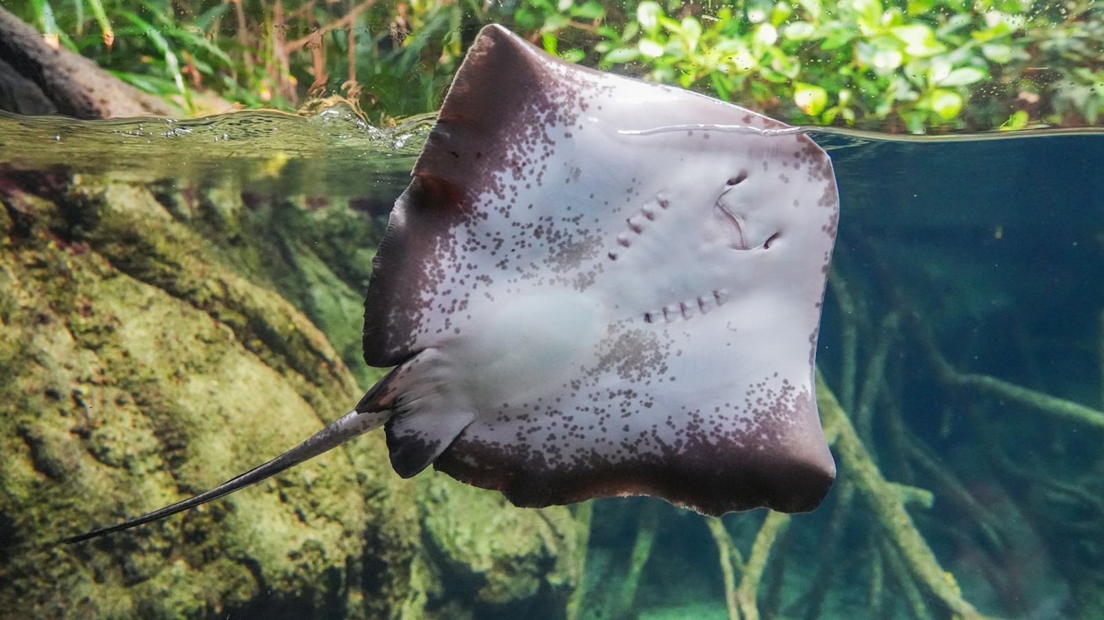 Dive Listings 58