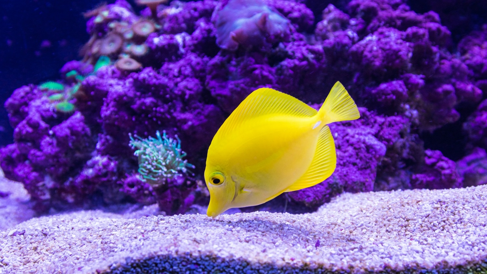 Dive Listings 59