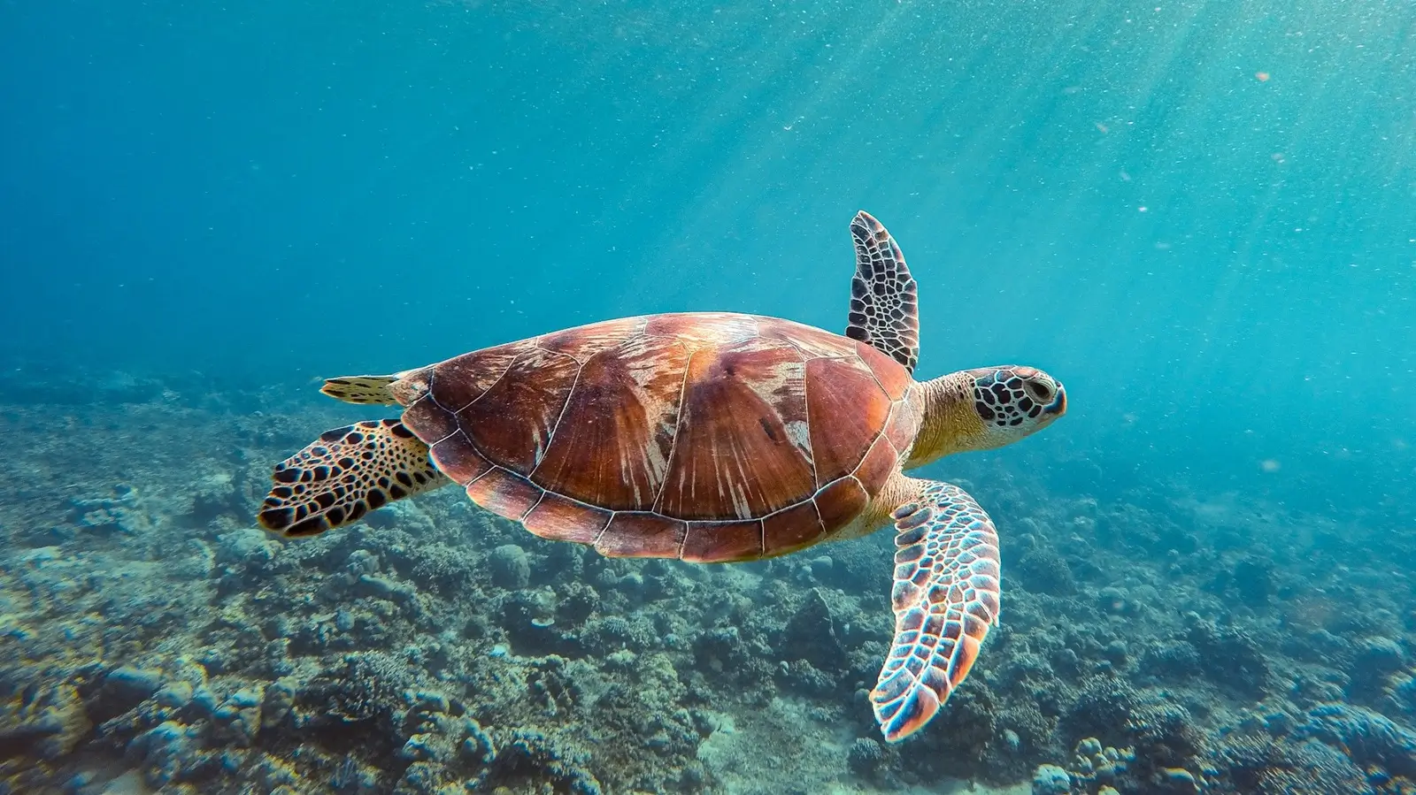 Dive Listings 60