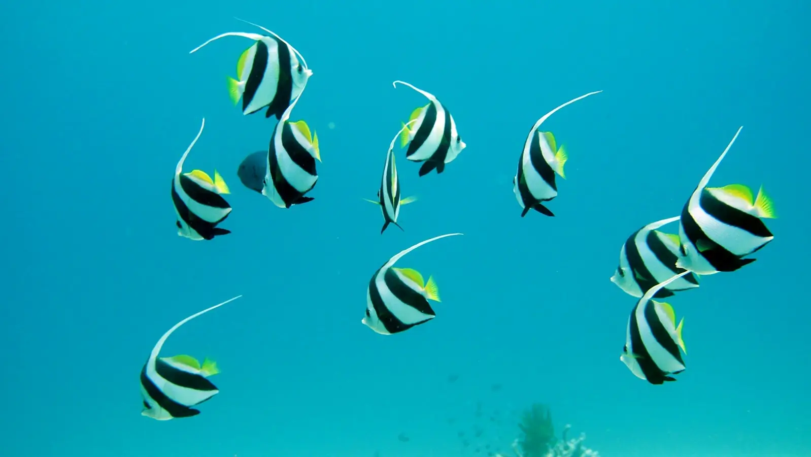 Dive Listings 61