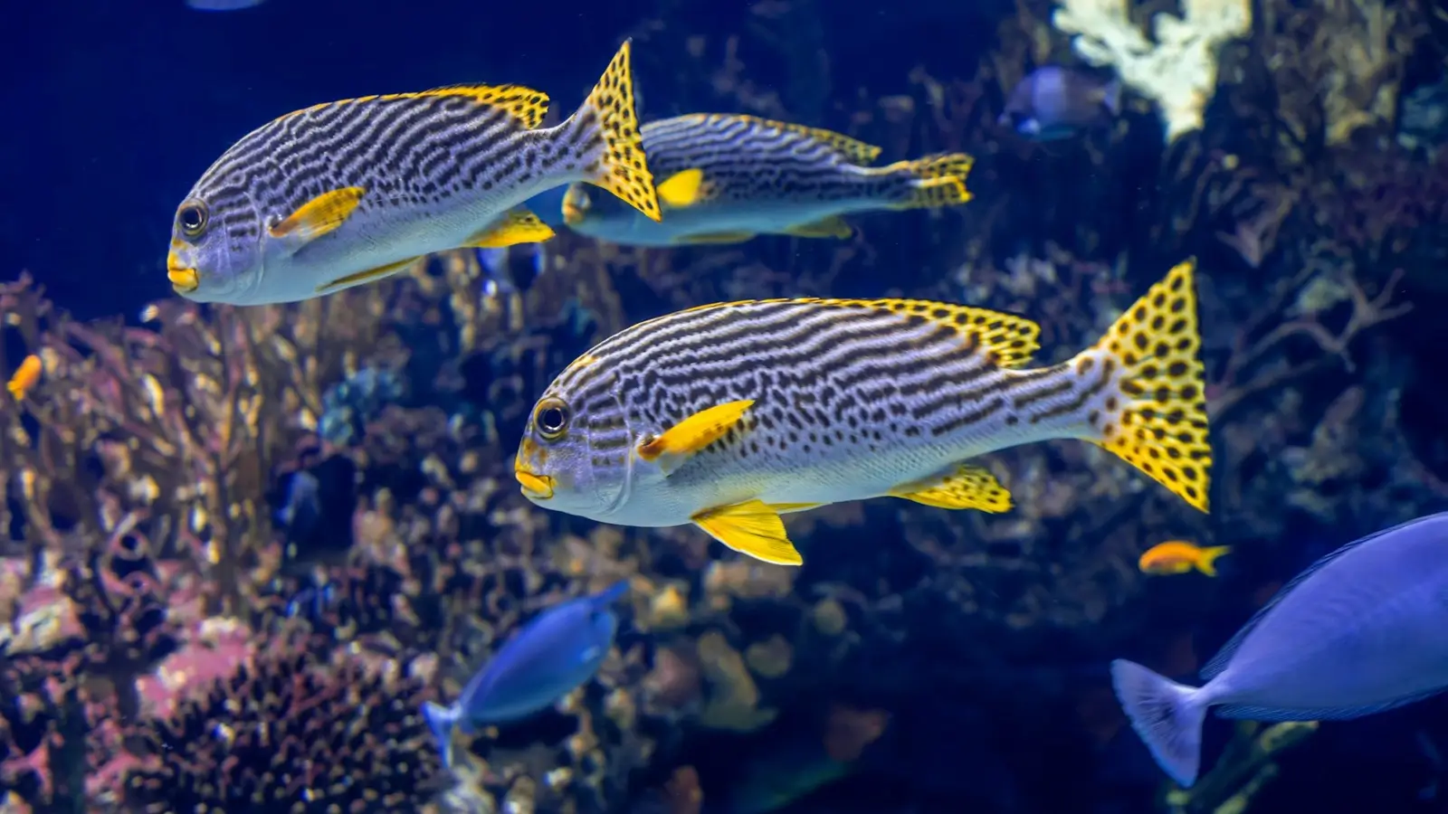 Dive Listings 63
