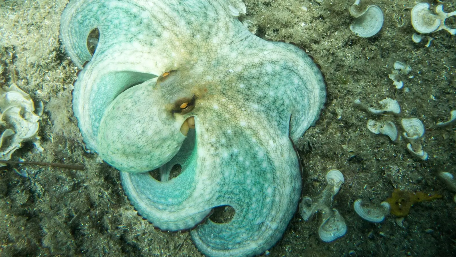 Dive Listings 63