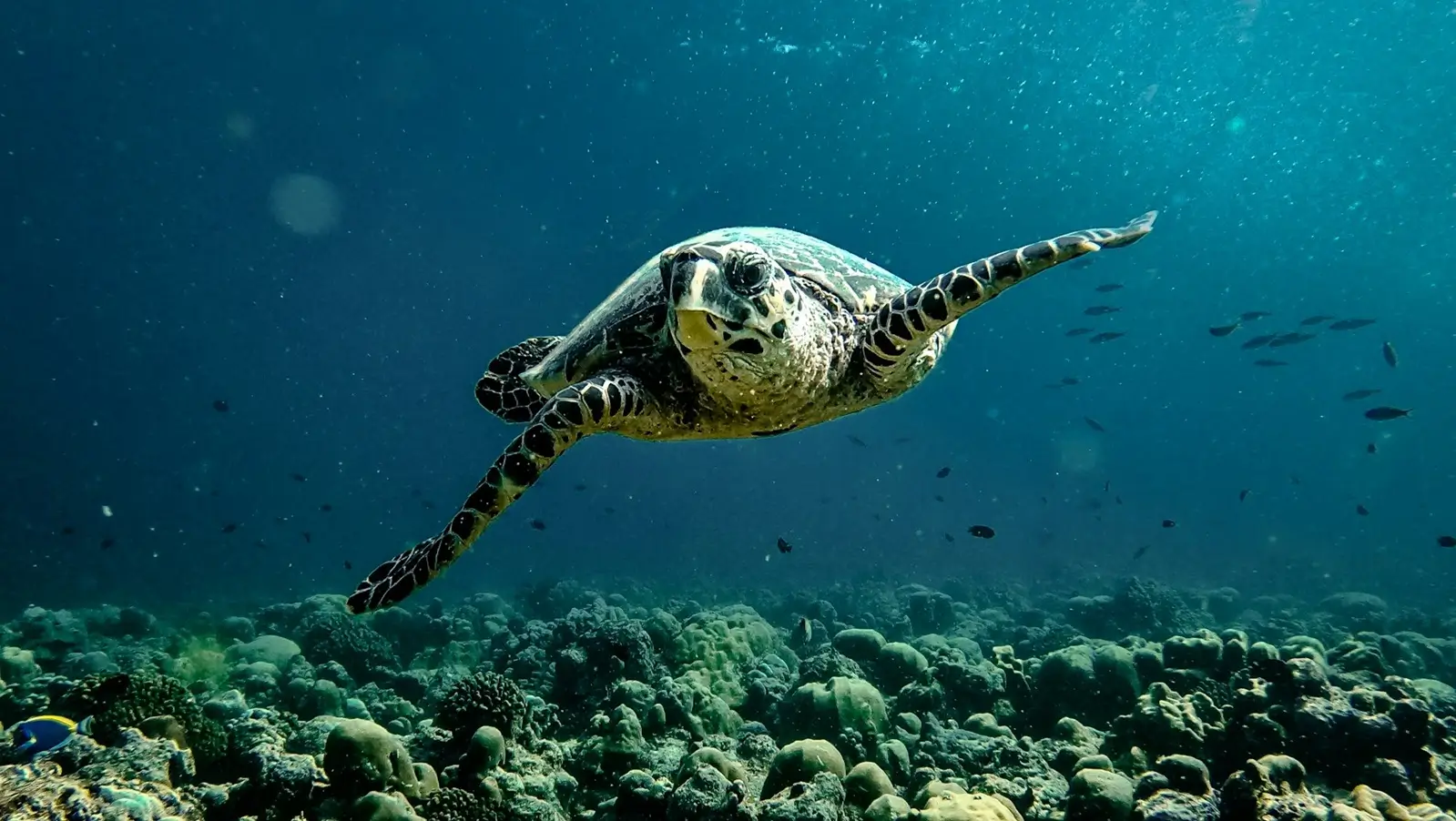 Dive Listings 66