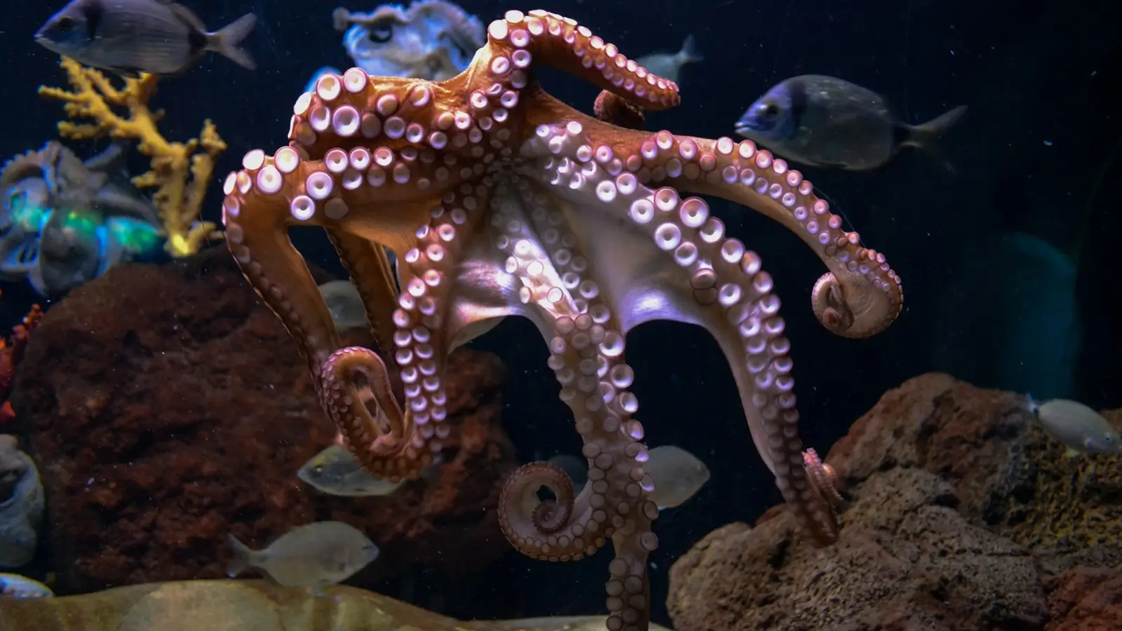 Dive Listings 67