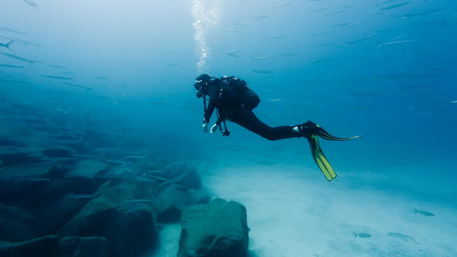 Dive Listings 81