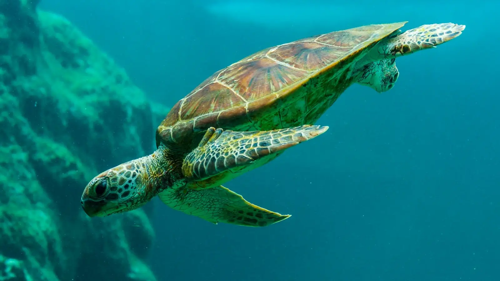 Dive Listings 82