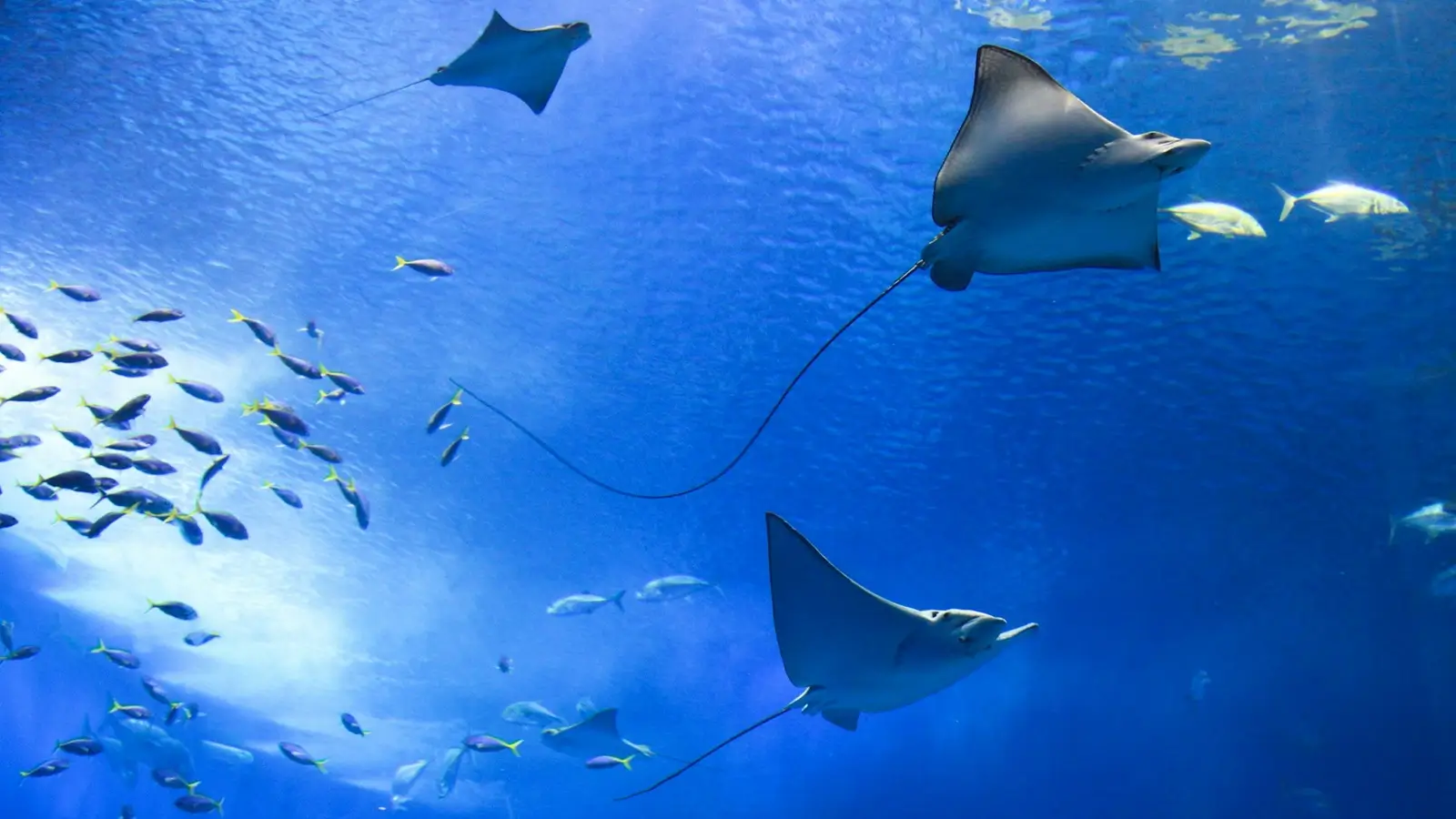 Dive Listings 83