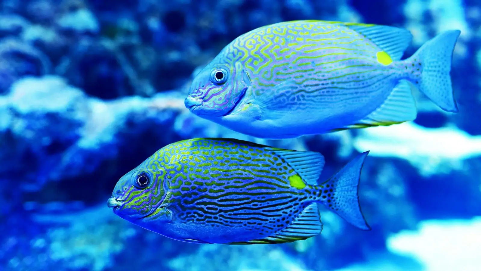 Dive Listings 85