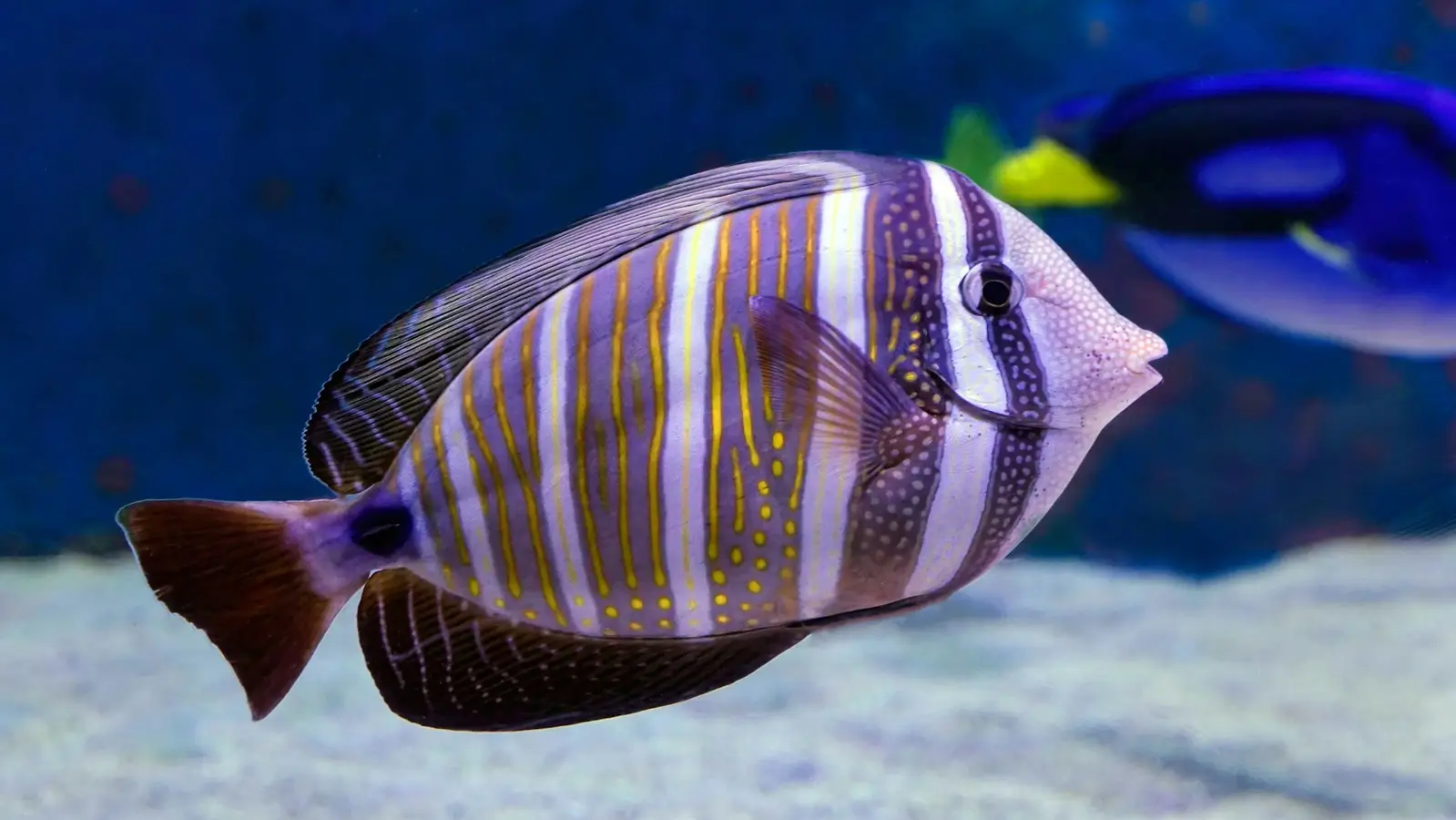 Dive Listnings 90