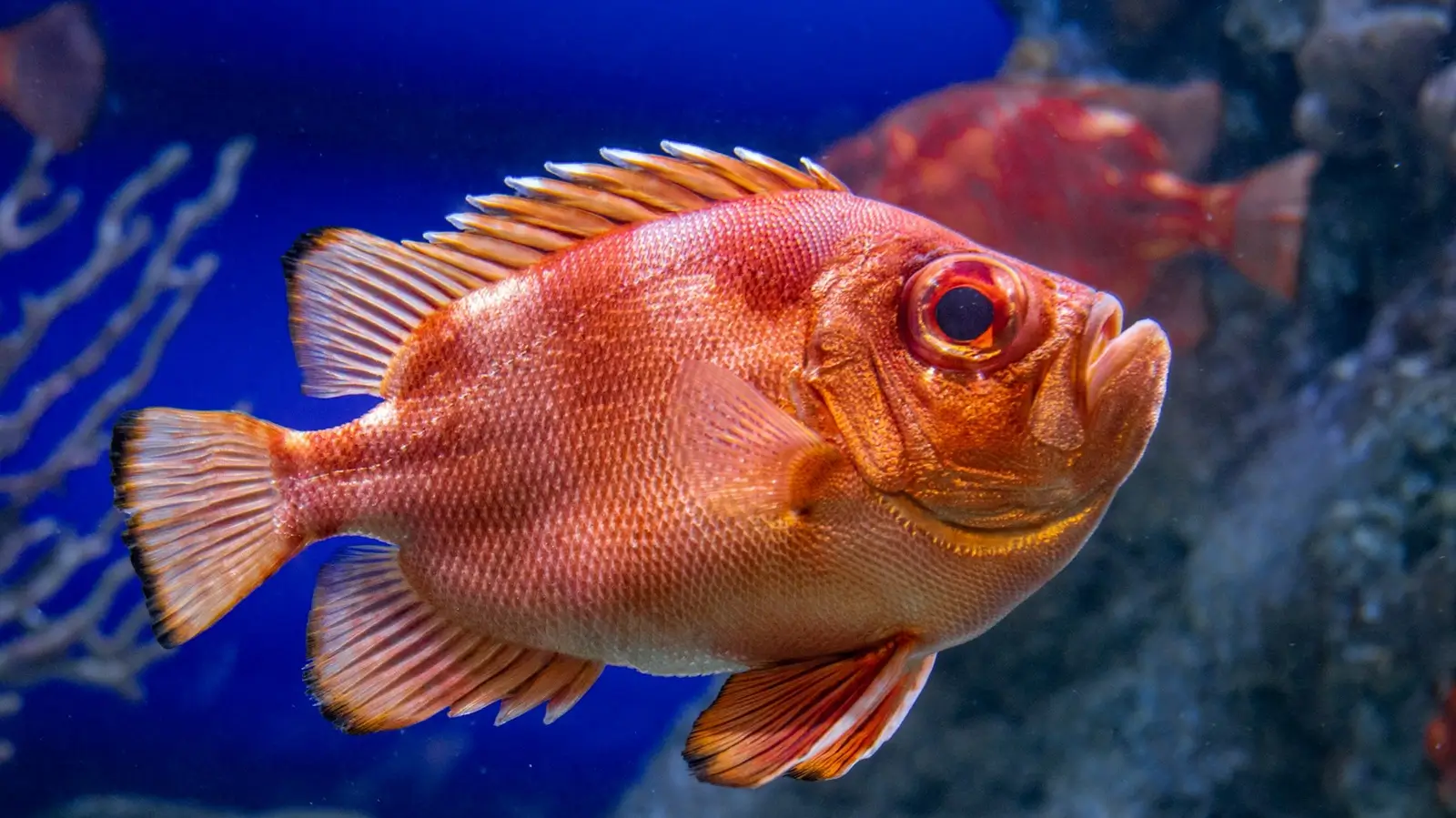 Dive Listnings 99