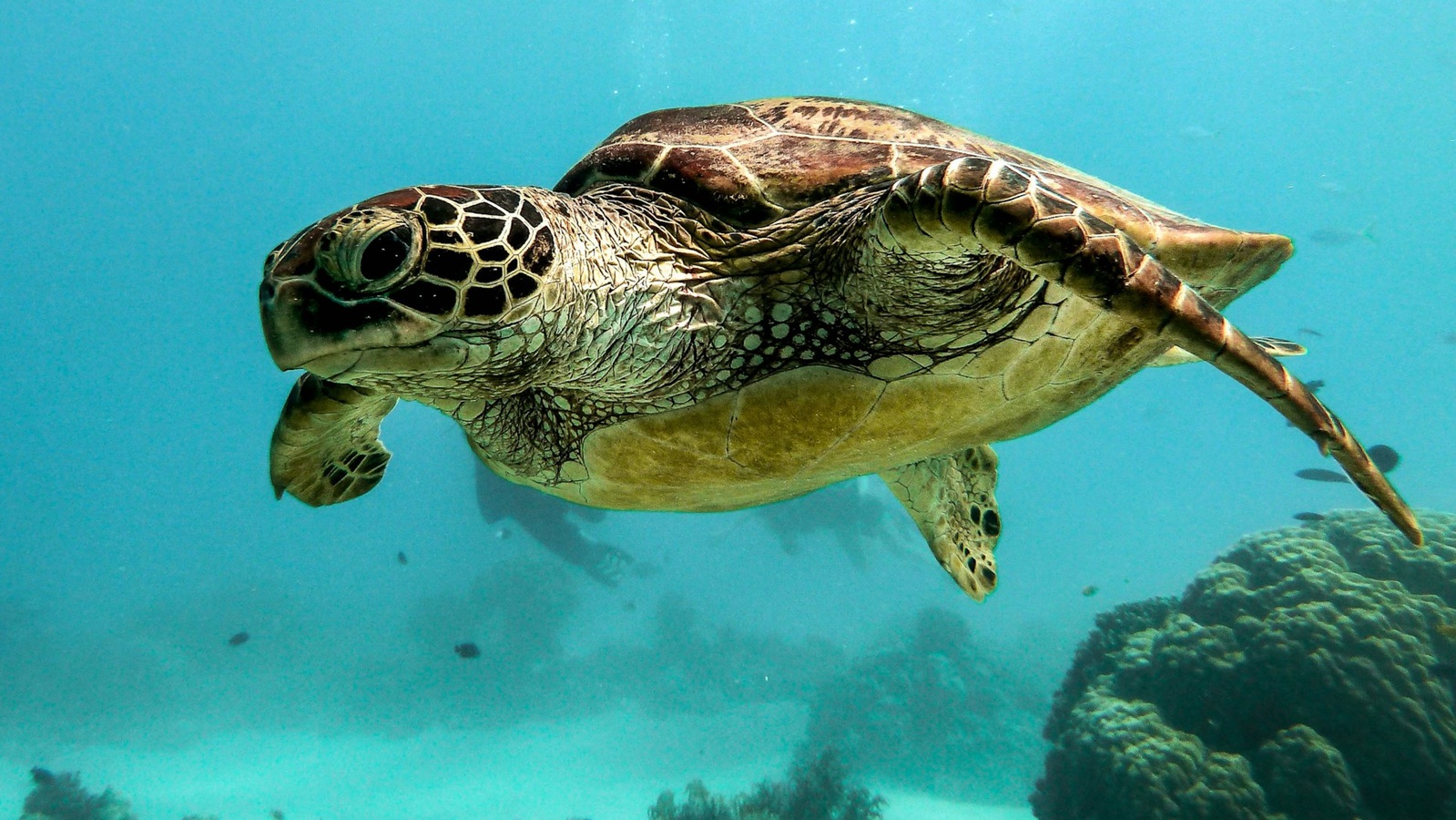Dive listings 68