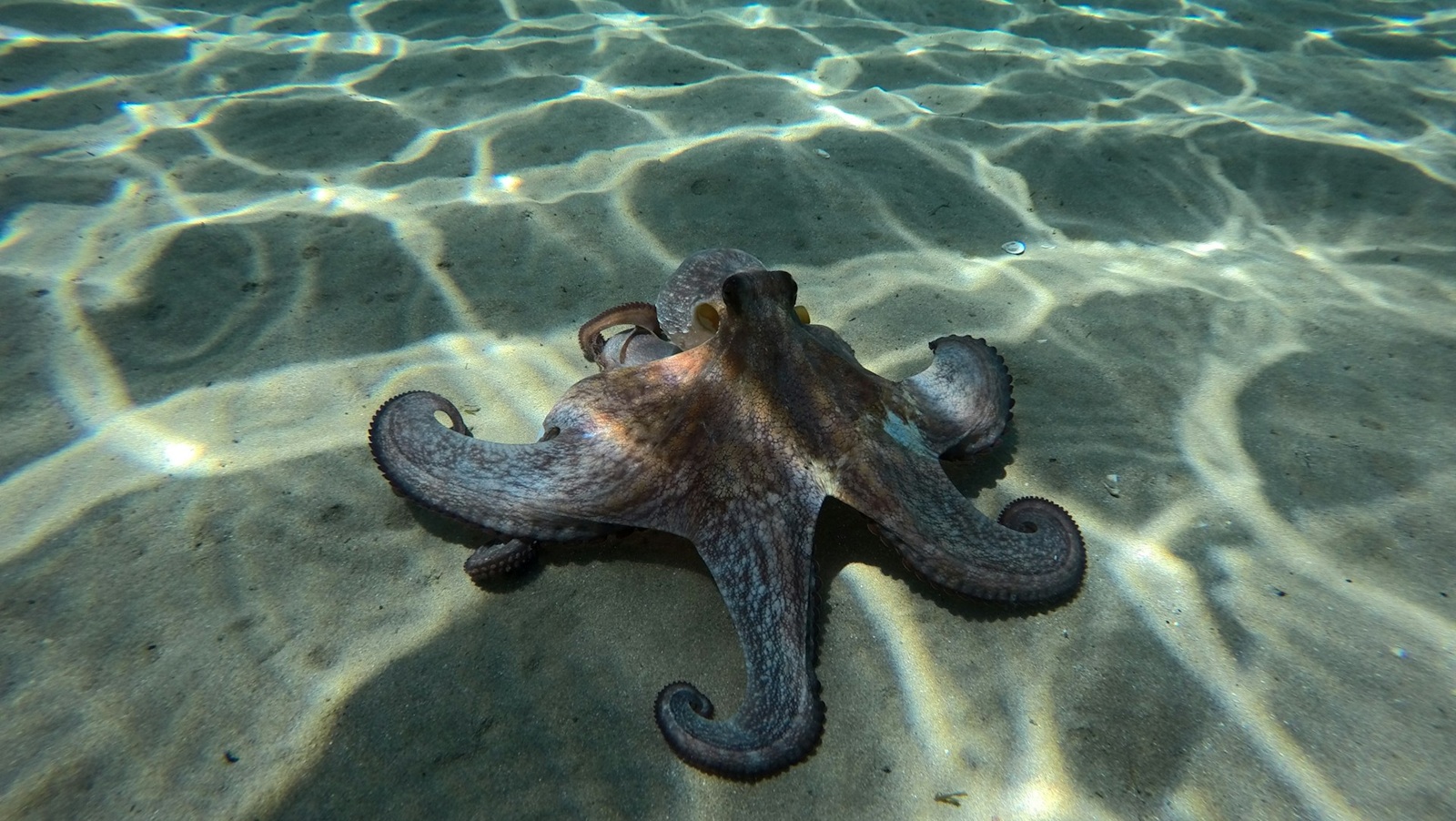 Dive listings 69
