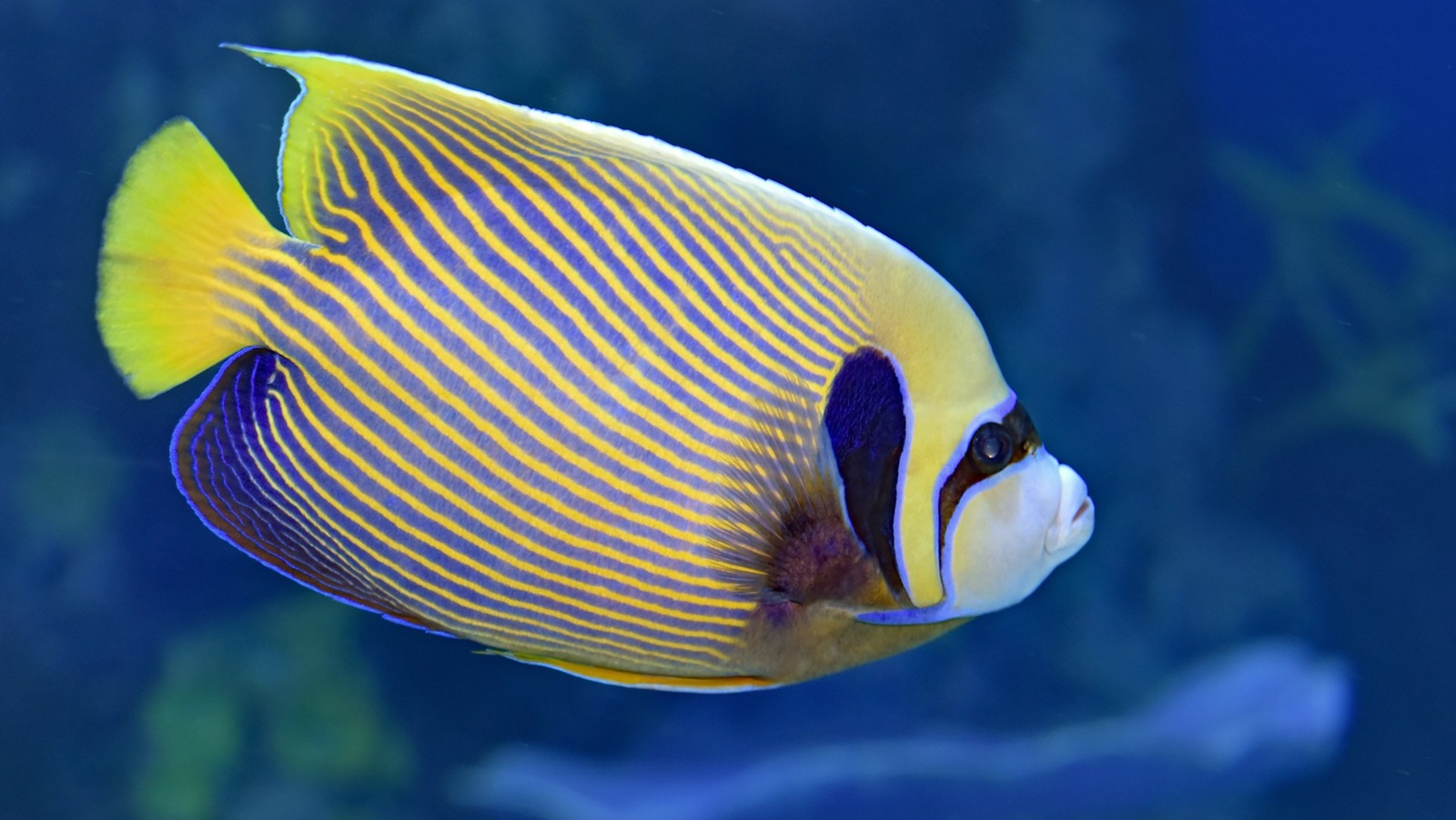 Dive listings 70