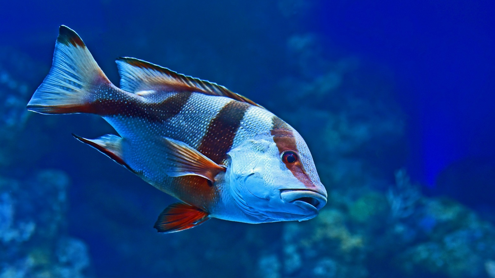 Dive listings 72