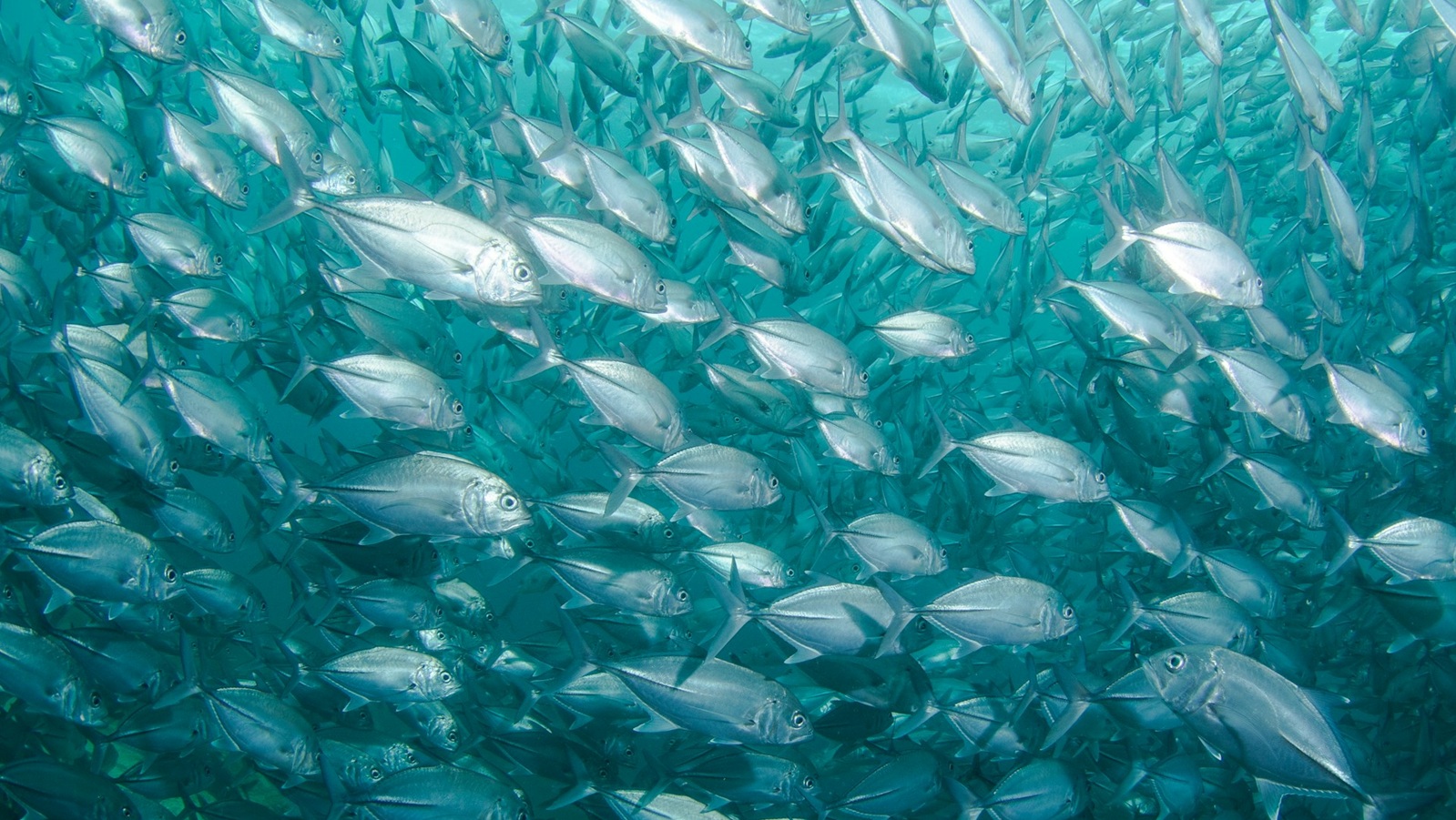 Dive listings 73