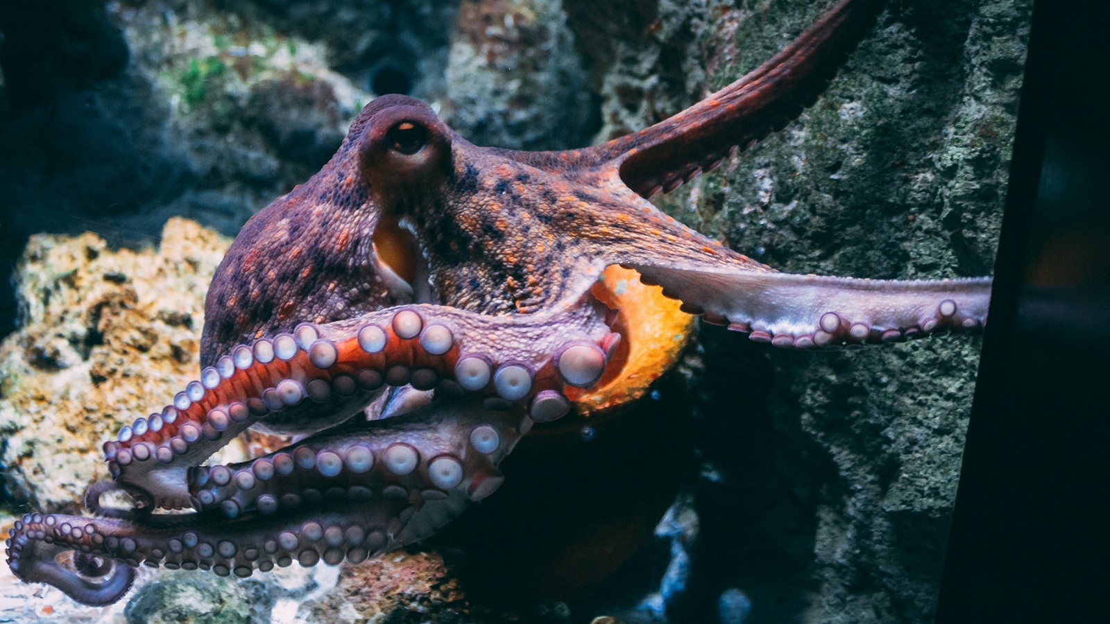 Dive listings 74