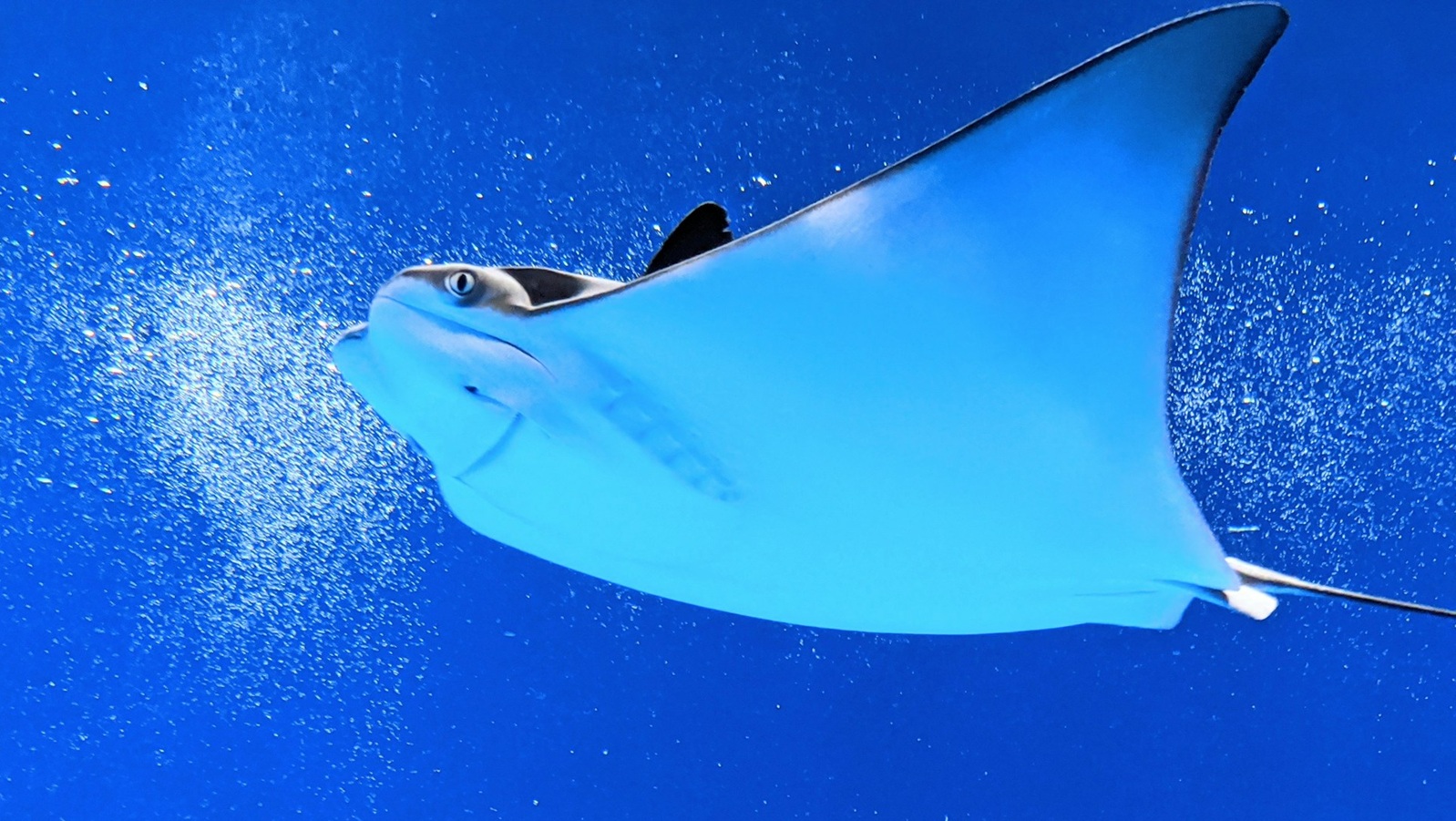 Dive listings 75