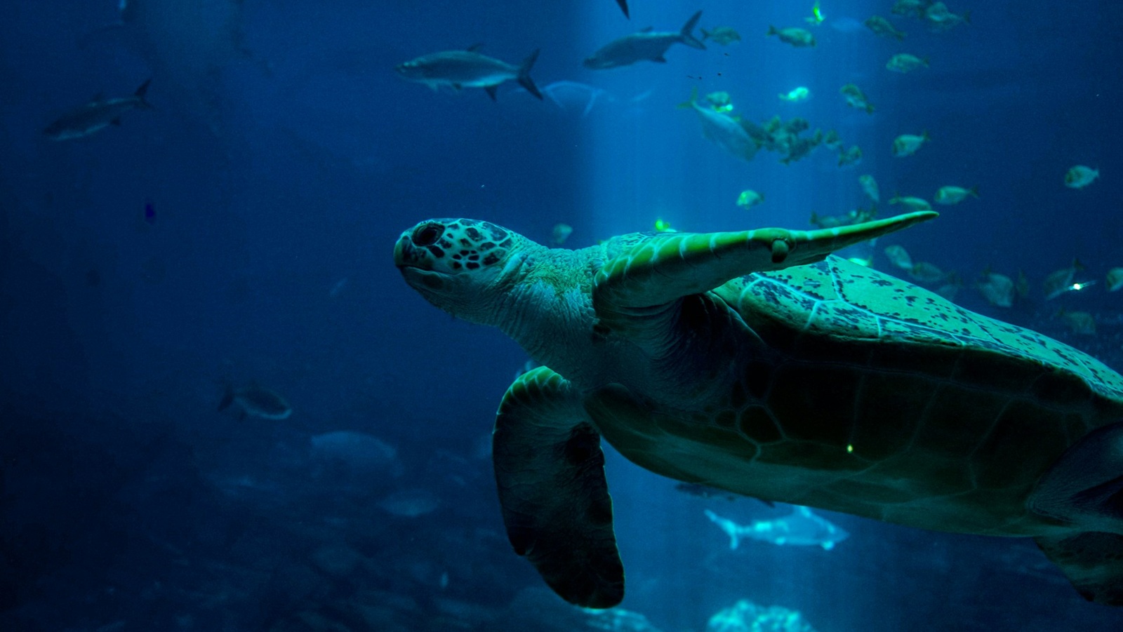 Dive listings 77