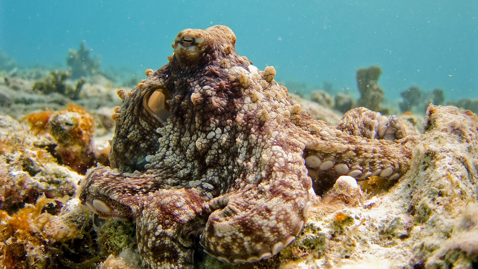 Dive listings 78