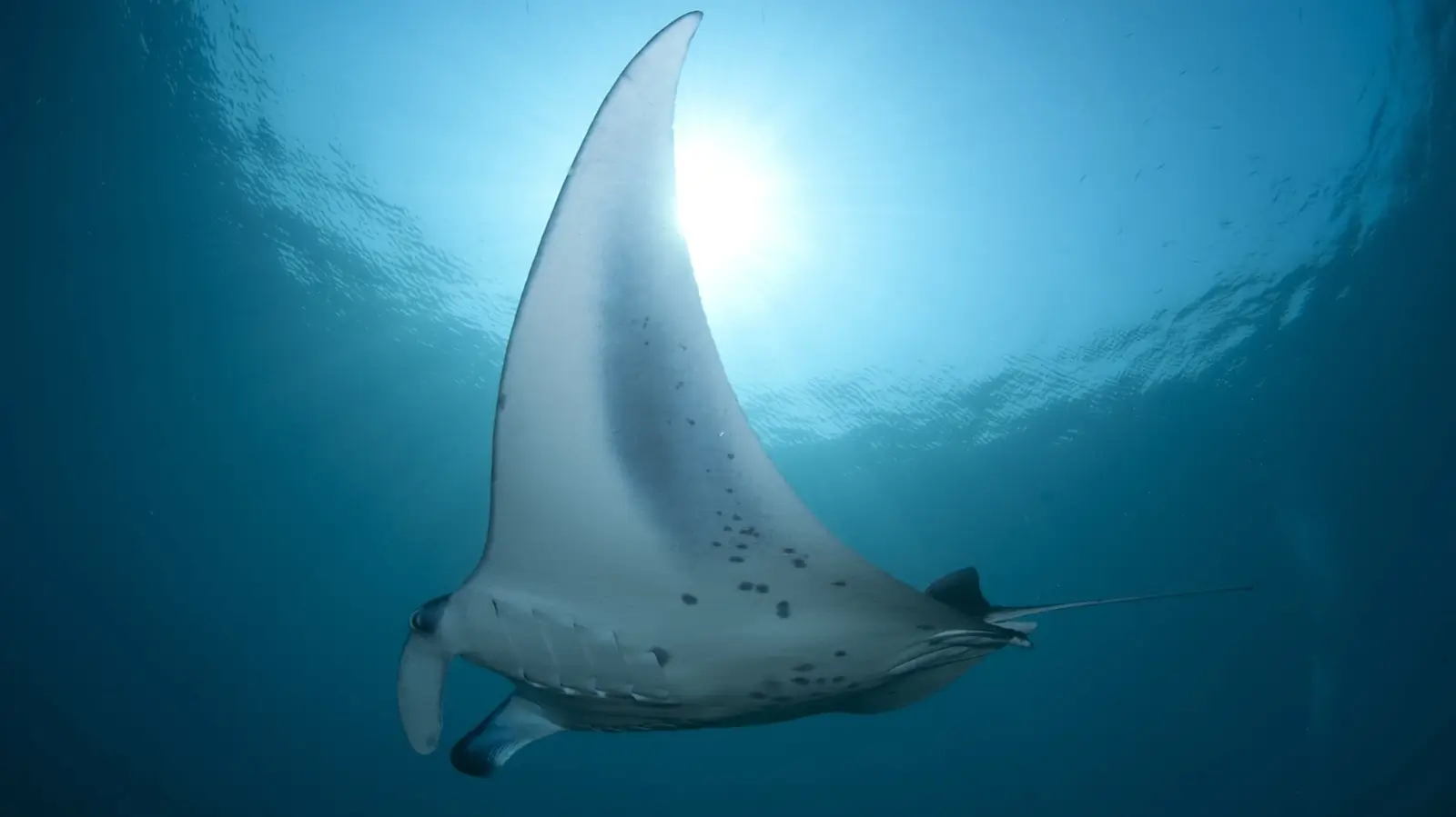 Dive Listing 39