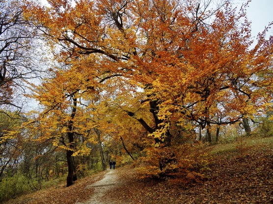 Tiny walking couple under a huge red tree, fall atmosphere in the forests around budapest, hungary