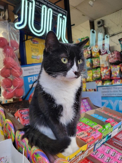 Tuxedo cat sitting on top of a display of candy.
