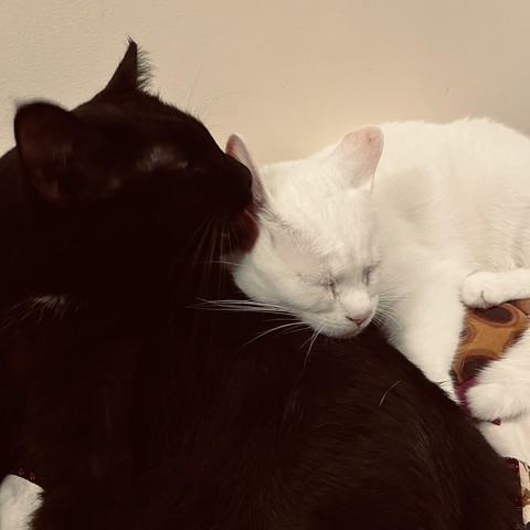 a black cat kisses a white cat just below her ear