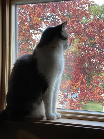 A gray and white cat sits in a windowsill and looks out. The room is dark, so the cat is lit entirely from the window. His face is only visible in profile. Outside in the background, the bright red and orange autumn leaves of a tree contrast with green grass and a few remaining green leaves.