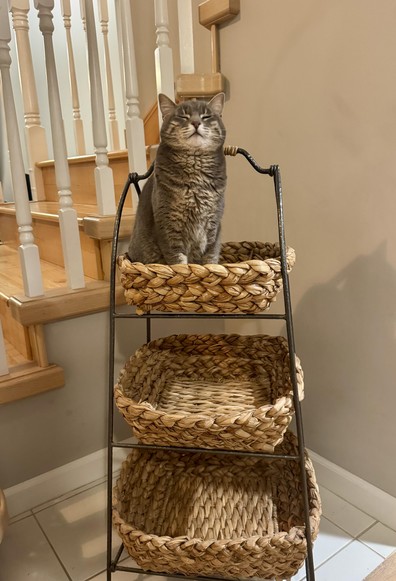 A gray tabby cat sitting in the top basket in a basket tower. Her eyes are closed as she basks in glory over her queendom