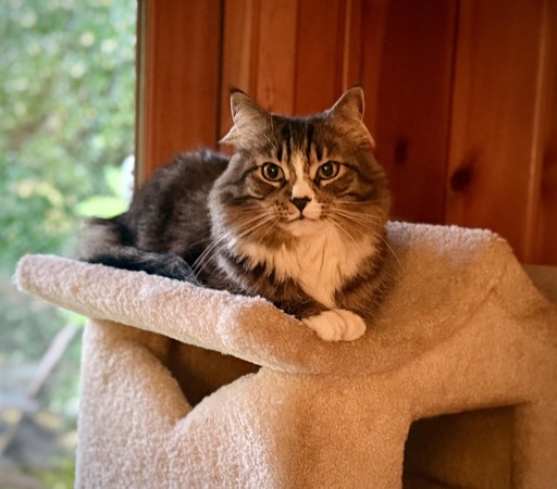 A long-haired tabby cat with a white streak on his face lying atop a cat tree