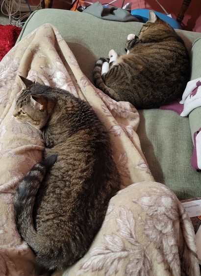 Two brown tabbies sleeping on a green sofa with me. The fuzzy brown tabby stretches along my blanket-covered leg, with his head resting on my knee and his stripey tail wrapped along his body. His ears are up and forward because he heard my son's door open and is anticipating some love. The chubby brown tabby is still deeply asleep, curled up just touching the blanket and my white sweater with purple patterns that is slung along the back of the sofa. She is hugging herself with her tiny white paws. One of her rear paws is turned to the side, showing pink toe beans with a black palm. I'm sorry you can barely see her face - she is so beautiful, with the biggest green eyes and the daintiest little muzzle.