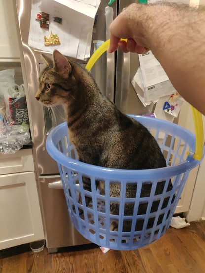 A tabby cat (about 1.5 yrs old) sitting inside of a blue circular laundry basket (with holes).  He's sitting upright, his ears forward, and he's looking off to the left. The basket is suspended about 3ft off the ground, held by a barely visible hand/arm holding a yellow handle.