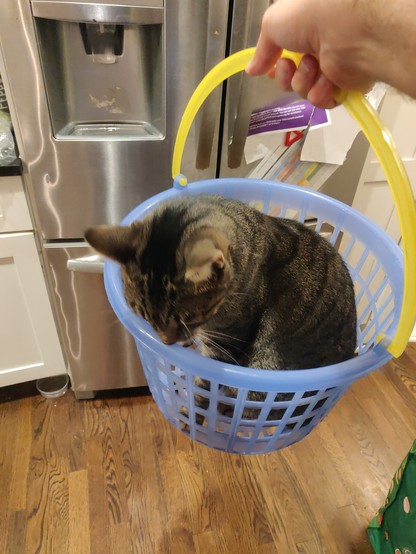 Same cat in the same basket, this time the cat is looking down at the ground. He's dark brown/grey with black stripes along his back.