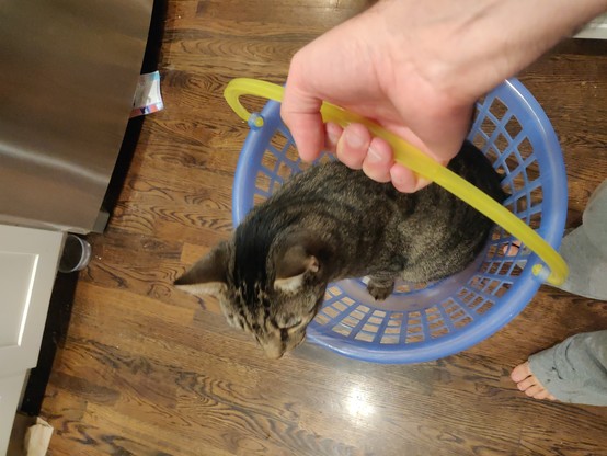 Top-down view of the cat in the laundry basket. He's still looking off into the distance.