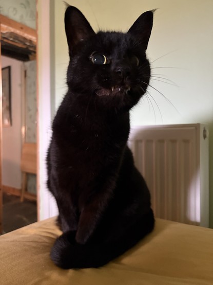 A black cat meowing