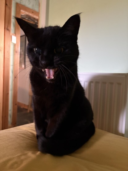A black cat meowing some more