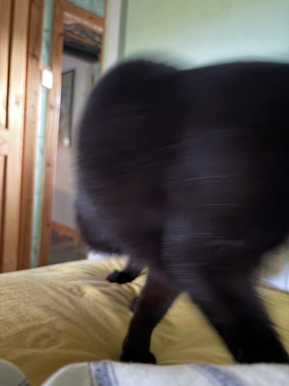 A black cat bored of meowing so walking away