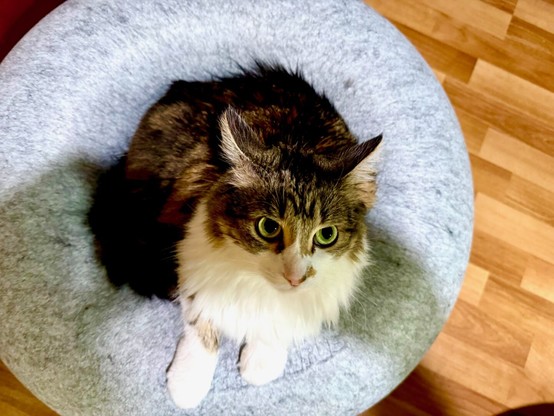 Fluffy cat with green eyes sitting in a round, gray, soft-looking bed. The cat has a white chest and paws with brown and black fur on its back and head. Its ears are pointed and alert, and it is looking up towards the camera. The background is a wooden floor.