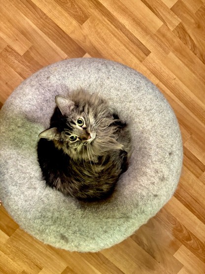 Fluffy gray tabby cat curled up in a round, light gray felted cat bed. The cat is looking up with bright green eyes, and its long fur blends into the cozy texture of the bed. The background shows a wooden floor with light and medium brown tones. The image gives a sense of warmth and comfort.