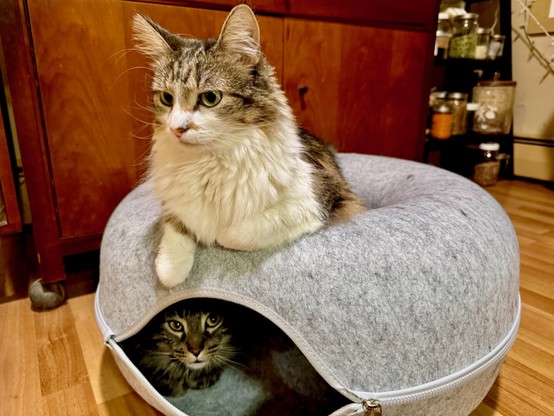 Two cats with long fur. One cat is sitting comfortably on top of a round, gray felt cat bed. The other cat is resting inside the same bed, peering out through the entrance. The setting appears to be a cozy home, with wooden furniture and shelves containing jars and containers in the background. The floor is wooden, and the atmosphere feels warm and inviting.