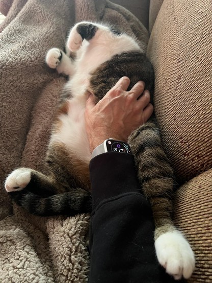Brown & white tabby laying on his back on the couch, four white feet in the air, and my hand resting on his belly