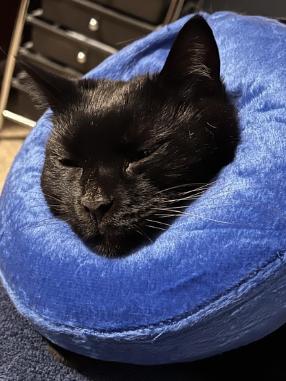 A black cat is resting with its head nestled in a round blue pet collar. The cat has closed eyes and appears relaxed, with its ears slightly visible above the cushion. The background includes some blurred furniture, suggesting an indoor setting.