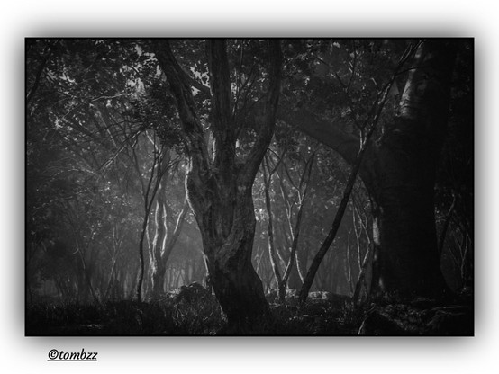 A black and white analog photo showing a dense, shadowy forest. Up front, two thick, twisted tree trunks grab your attention, their rough bark lit up by sharp beams of light cutting through the scene. In the background, a whole crowd of thinner trees fades into the mist, but there’s still plenty going on. Light slices through at an angle, catching bits of bark and leaves, making the whole place feel alive and uneasy. The ground’s rough, with patches of grass and scattered rocks. The mood is tense and mysterious, like the forest’s hiding something. A soft vignette around the edges pulls your eyes toward the center, where the light feels almost theatrical.