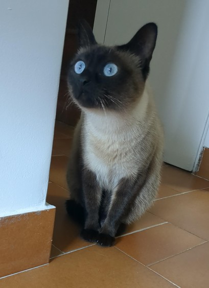 A siamese cat with piercing blue eyes is watching something