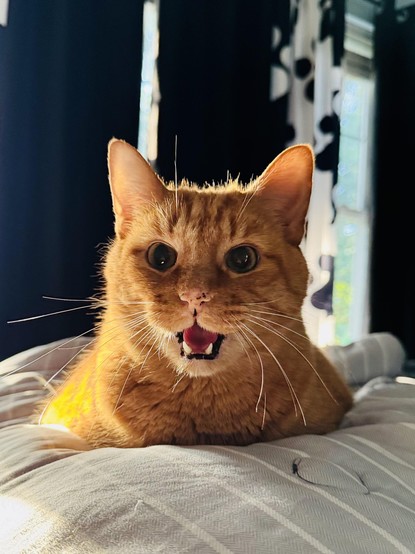 A close-up, sun-drenched photo of Tigger, an orange tabby cat, in a perfect loaf position on a bed with light-colored, striped bedding. He is looking directly into the camera with wide, dark, curious eyes. His mouth is slightly open, revealing his pink tongue and small white teeth, as if he was captured in the middle of a meow or a chirp.

A brilliant ray of sunlight from a window behind him creates a radiant, golden halo effect around his head, setting his orange fur ablaze with light and making his ears appear thin and translucent. His long, white whiskers stand out starkly against his glowing fur. The background is a play of shadow and light, with a dark curtain on one side and a white, patterned curtain on the other, framing the shot beautifully.