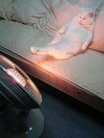A cat lounging in front of an infrared heater with feet outstretched to gather extra warmth