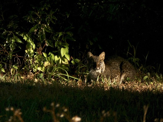 Bobcat in loaf mode, facing the viewer. Dappled light from the morning sun cuts a bright swath across the middle of the image, illuminating the cat and some of the undergrowth it is resting in. The top and lower third of the image is dark undergrowth.