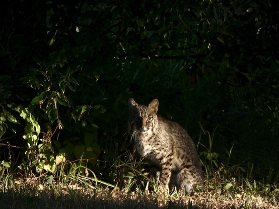 Bobcat sitting up on its honches, facing the viewer. Dappled light from the morning sun cuts a bright swath across the middle of the image, illuminating the cat and some of the undergrowth it is resting in. The top and lower third of the image is dark undergrowth.